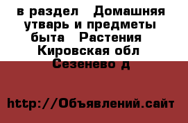  в раздел : Домашняя утварь и предметы быта » Растения . Кировская обл.,Сезенево д.